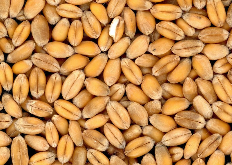 Quinoa